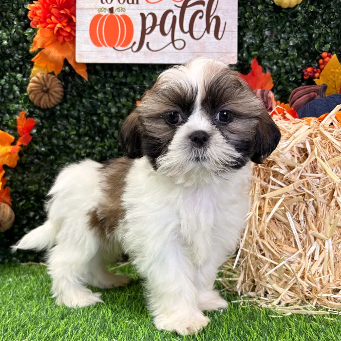 Male Shih Tzu puppy named Biscotti for sale at Puppy Dreams - Wichita West.
