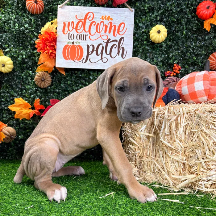 Female Cane Corso puppy named Luna for sale at Puppy Dreams - Wichita West.