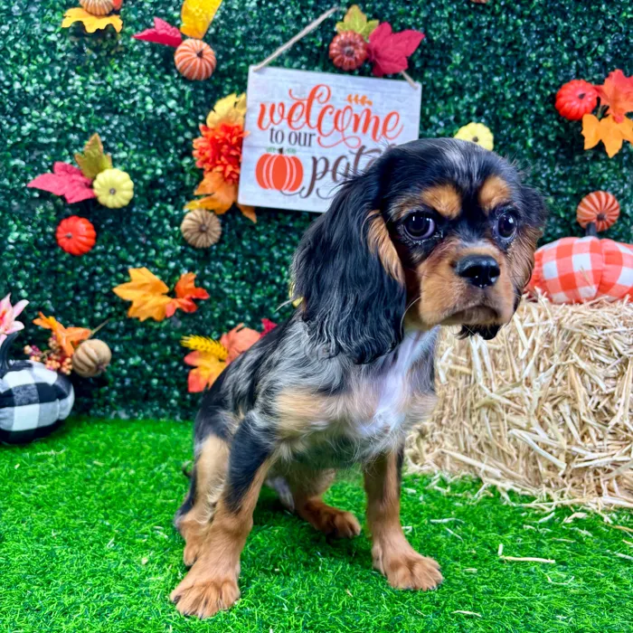 Male Cavalier King Charles Spaniel puppy named Pierre for sale at Puppy Dreams - Wichita West.