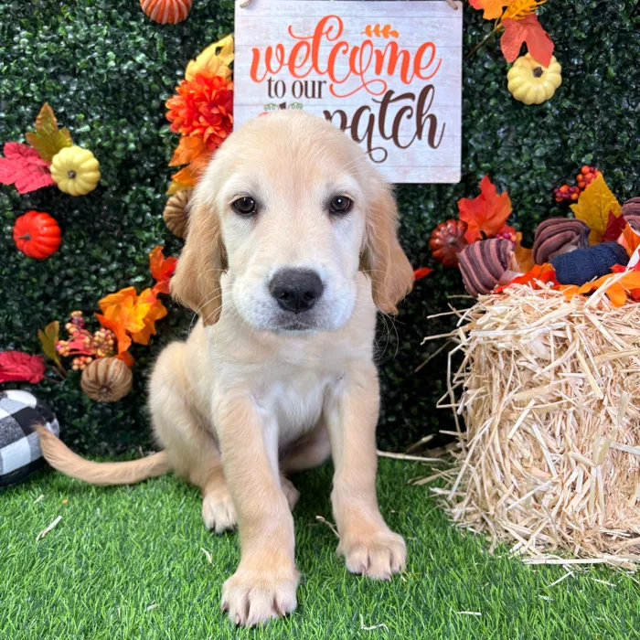 Male Golden Retriever puppy named Lemon for sale at Puppy Dreams - Wichita West.