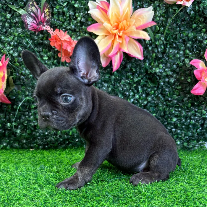 Male French Bulldog puppy named Hugo for sale at Puppy Dreams - Junction City.