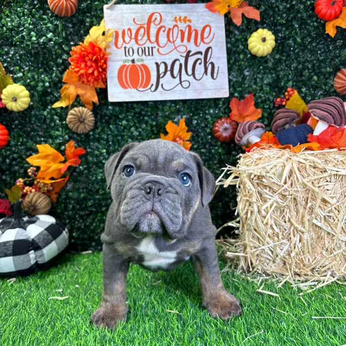 Male English Bulldog puppy named Harvey for sale at Puppy Dreams - Wichita West.