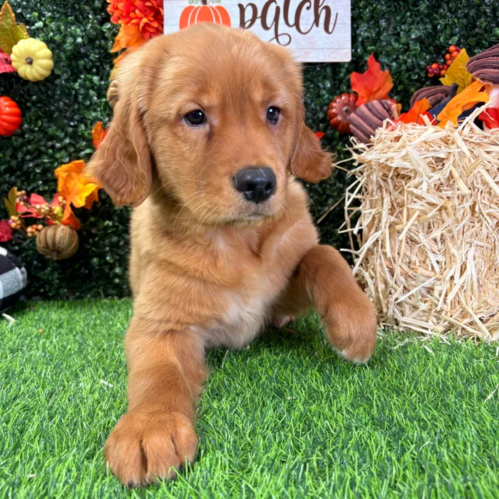Male Golden Retriever puppy named Georgie for sale at Puppy Dreams - Wichita West.