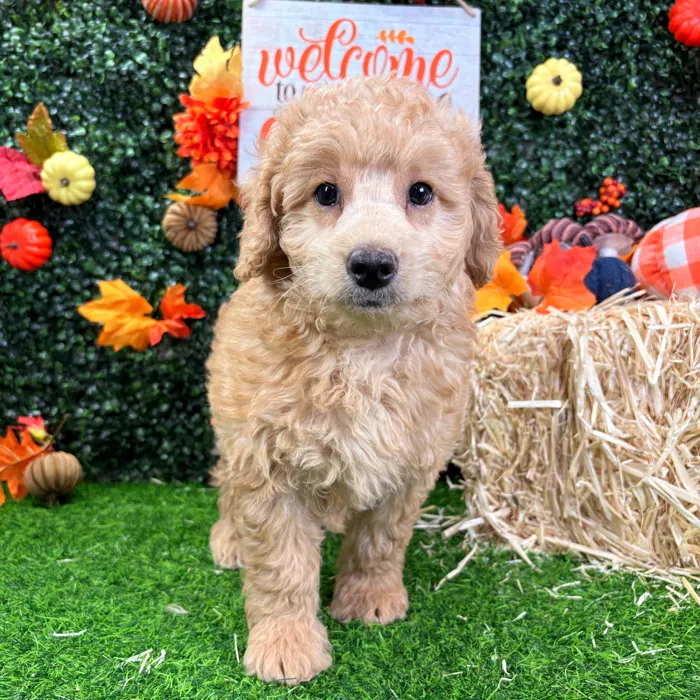 Male Mini Goldendoodle puppy named Archer for sale at Puppy Dreams - Wichita West.
