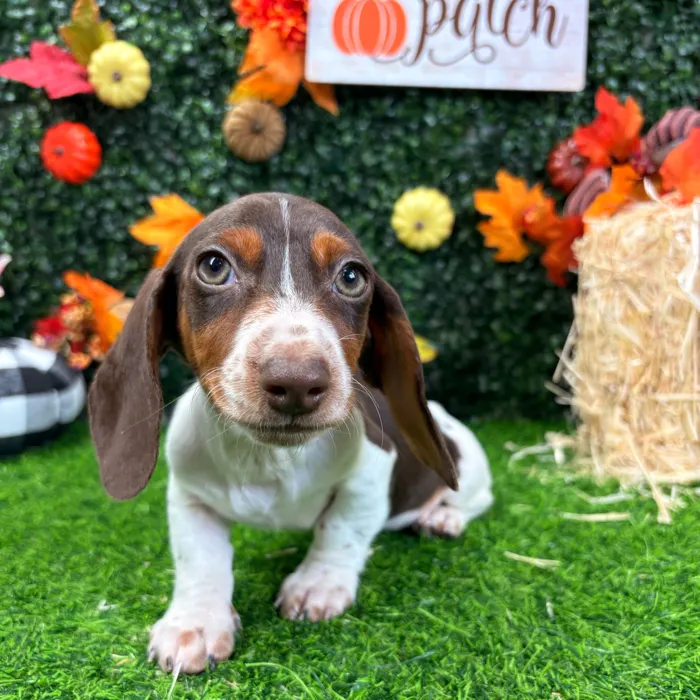 Male Dachshund puppy named Cow for sale at Puppy Dreams - Wichita West.