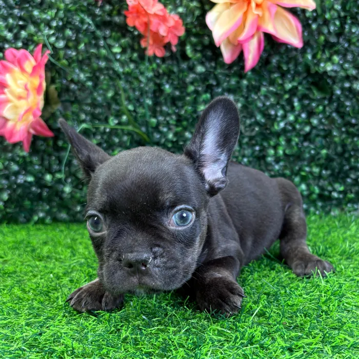 Male French Bulldog puppy named Hugo for sale at Puppy Dreams - Junction City.