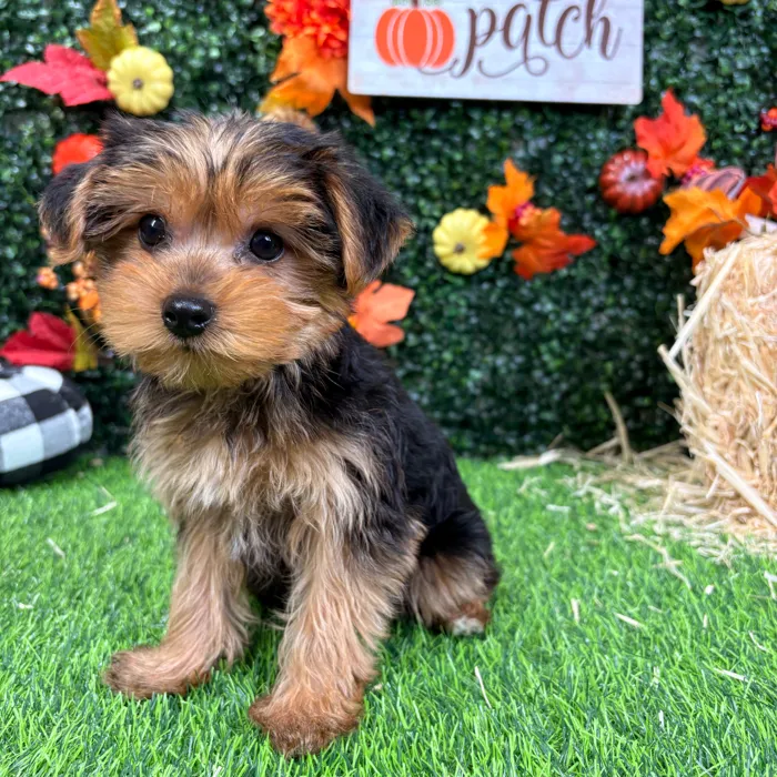 Male Yorkie puppy named Freddy for sale at Puppy Dreams - Wichita West.