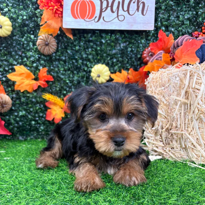 Male Yorkie puppy named Monster for sale at Puppy Dreams - Wichita West.