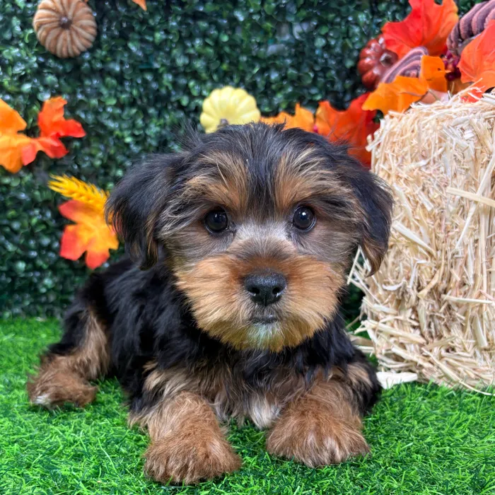Male Yorkie puppy named Monster for sale at Puppy Dreams - Wichita West.