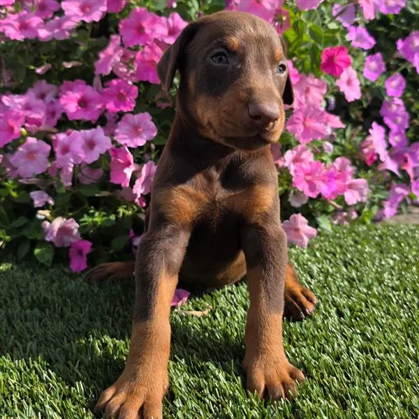 Male Doberman Pinscher puppy named Zero for sale at Puppy Dreams - Wichita West.