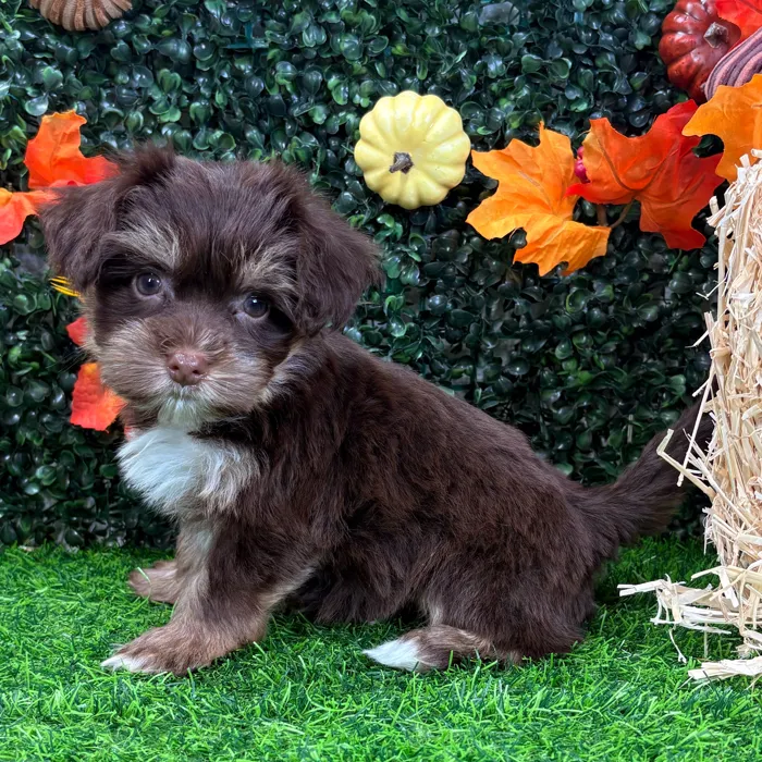 Female Havanese puppy named Blair for sale at Puppy Dreams - Wichita West.