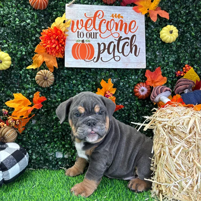 Male English Bulldog puppy named Hudson for sale at Puppy Dreams - Wichita West.