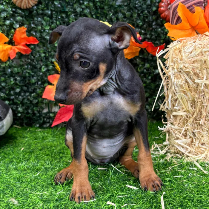 Female Min Pin puppy named Mandy for sale at Puppy Dreams - Wichita West.
