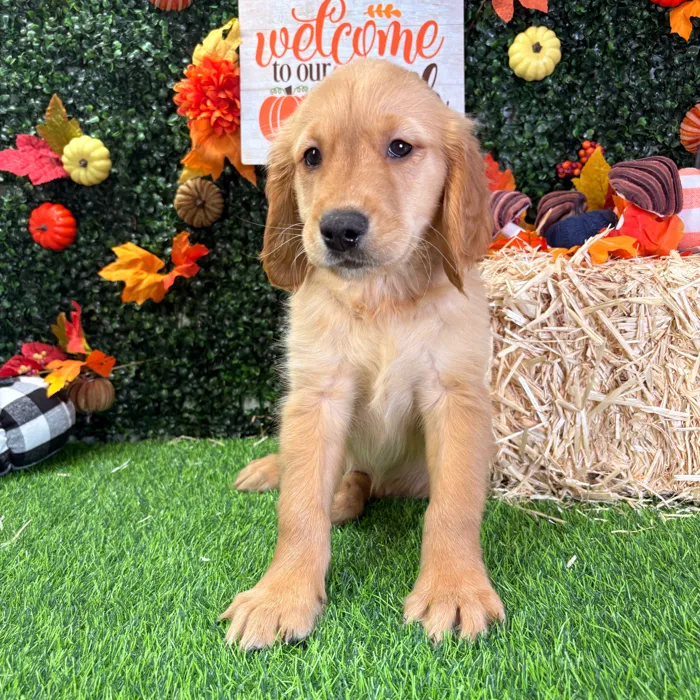 Female Golden Retriever puppy named Beauty for sale at Puppy Dreams - Wichita West.