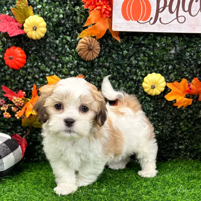Male Teddy Bear puppy named Boo for sale at Puppy Dreams - Wichita West.