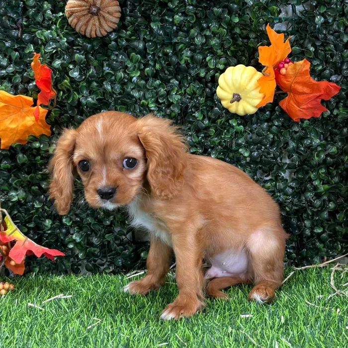 Male Cavalier King Charles Spaniel puppy named Pinky for sale at Puppy Dreams - Wichita West.