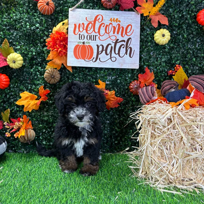 Female Havapoo puppy named Bailey for sale at Puppy Dreams - Wichita West.