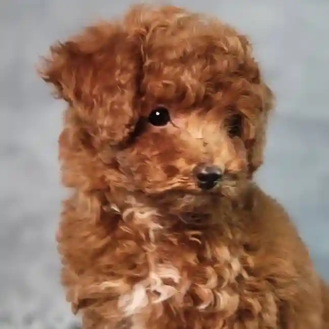 Male Cavapoo puppy named Brick for sale at Puppy Dreams - Junction City.