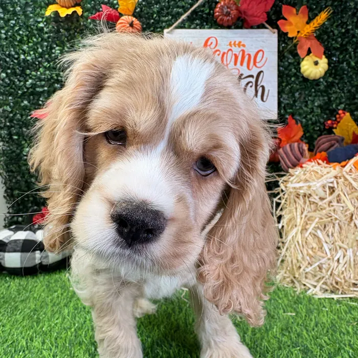 Male Cocker Spaniel puppy named Apple for sale at Puppy Dreams - Wichita West.