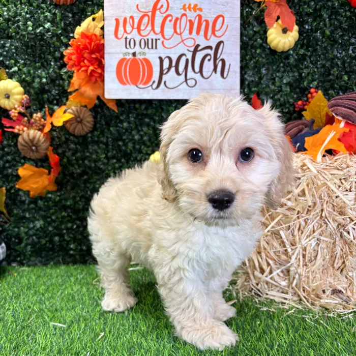 Male Cockachon puppy named Cider for sale at Puppy Dreams - Wichita West.
