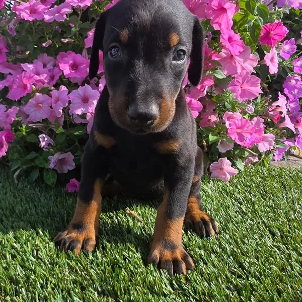 Female Doberman Pinscher puppy named Wednesday for sale at Puppy Dreams - Wichita West.