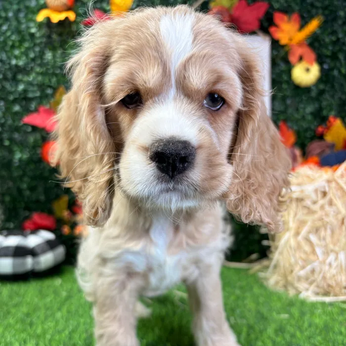 Male Cocker Spaniel puppy named Apple for sale at Puppy Dreams - Wichita West.