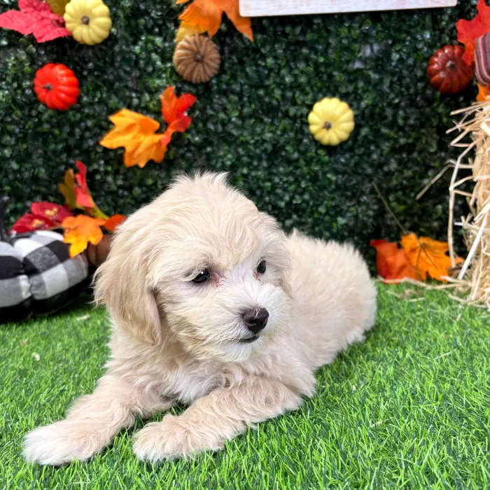 Female Maltipoo puppy named Deborah for sale at Puppy Dreams - Wichita West.