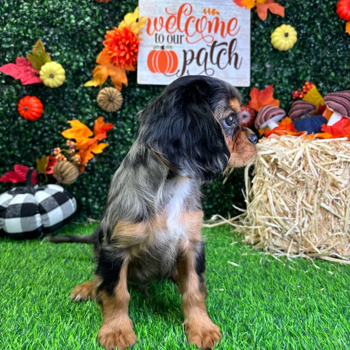 Male Cavalier King Charles Spaniel puppy named Pierre for sale at Puppy Dreams - Wichita West.