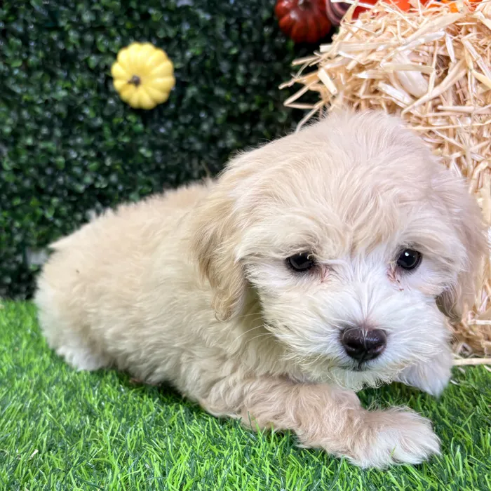 Female Maltipoo puppy named Deborah for sale at Puppy Dreams - Wichita West.