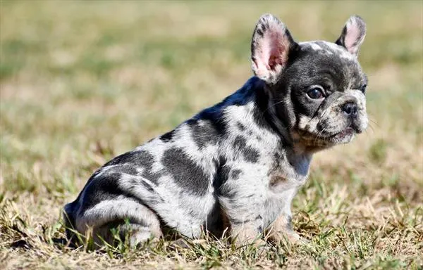 Female French Bulldog puppy for sale at Puppy Dreams - Wichita West.