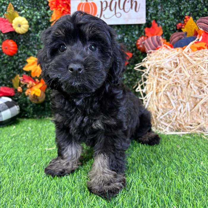 Female Cavapoo puppy named Dixie for sale at Puppy Dreams - Wichita West.