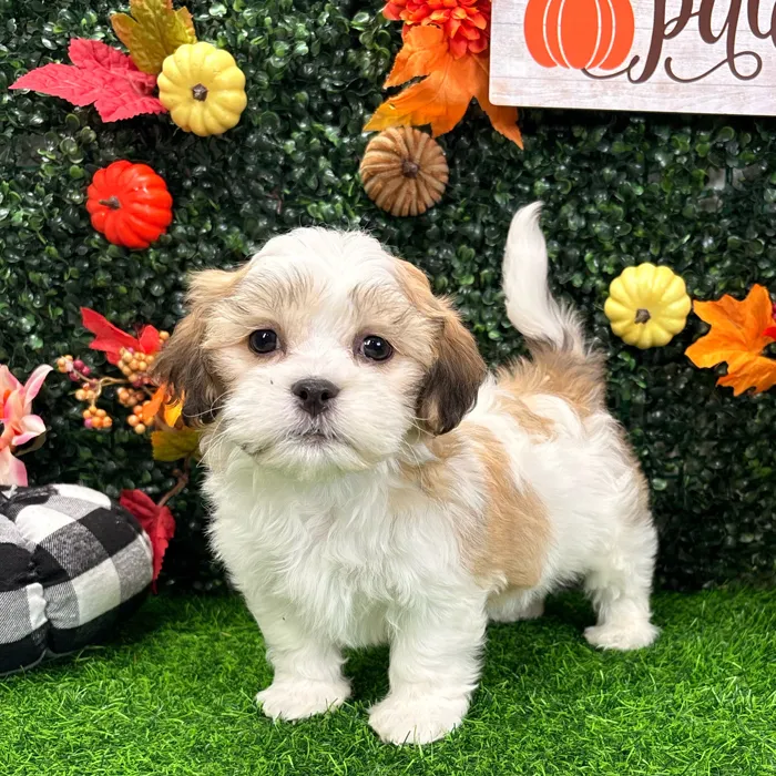 Male Teddy Bear puppy named Boo for sale at Puppy Dreams - Wichita West.