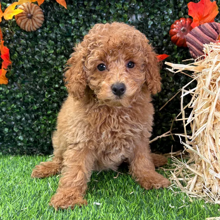 Female Mini Poodle puppy named Maple for sale at Puppy Dreams - Wichita West.