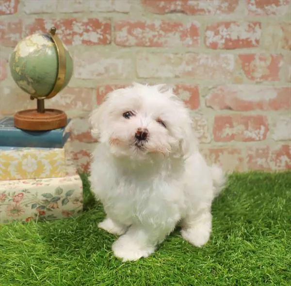Male Maltese puppy for sale at Puppy Dreams - Wichita West.