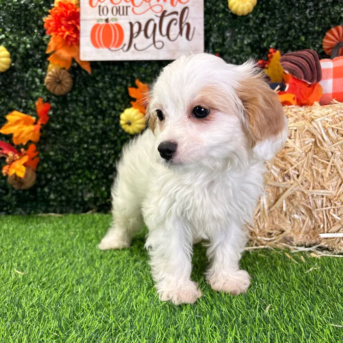Female Cavapoo puppy named Daisy for sale at Puppy Dreams - Wichita West.