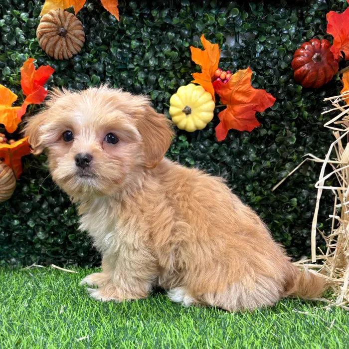 Male Havashire puppy named Pete for sale at Puppy Dreams - Wichita West.