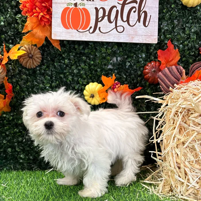 Male Maltese puppy named Rufus for sale at Puppy Dreams - Wichita West.
