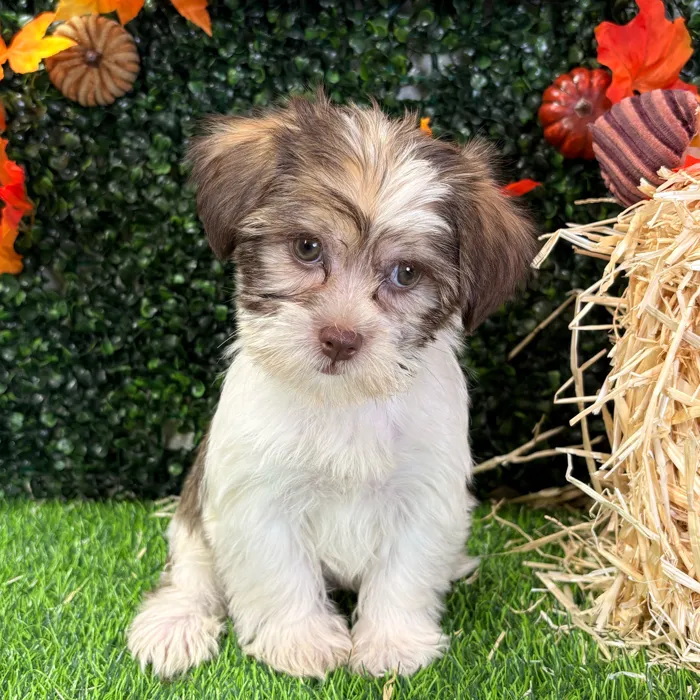 Female Shorkie puppy named Alexus for sale at Puppy Dreams - Wichita West.