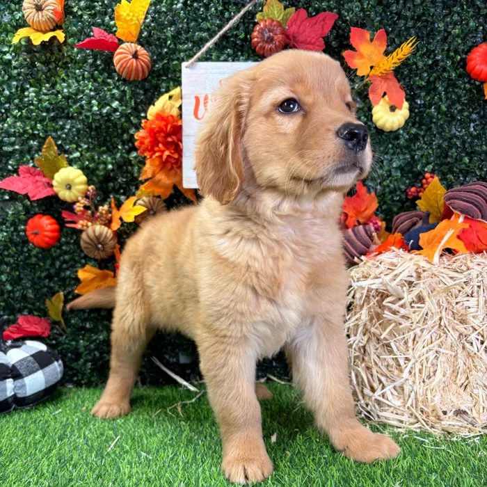 Female Golden Retriever puppy named Matilda for sale at Puppy Dreams - Wichita West.