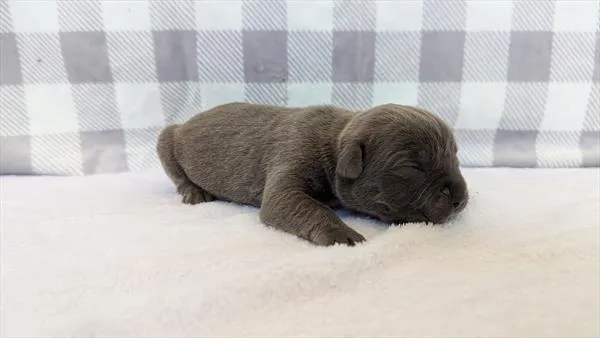 Male Cane Corso puppy named Jason for sale at Puppy Dreams - Wichita West.