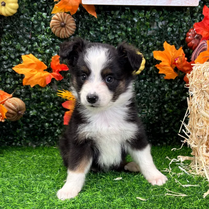 Male Mini Aussie puppy named Rusty for sale at Puppy Dreams - Wichita West.